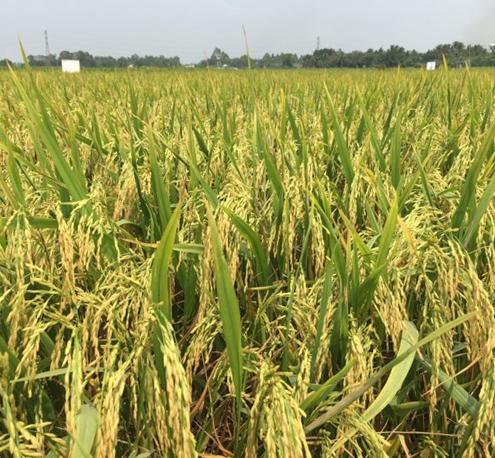 Công ty Thiên hà shidax