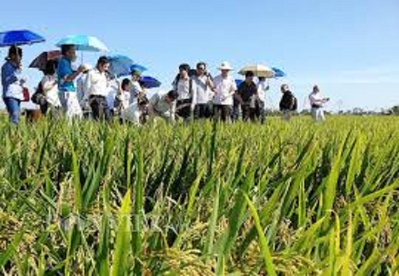 Mọi người đi thăm cánh đồng lúa