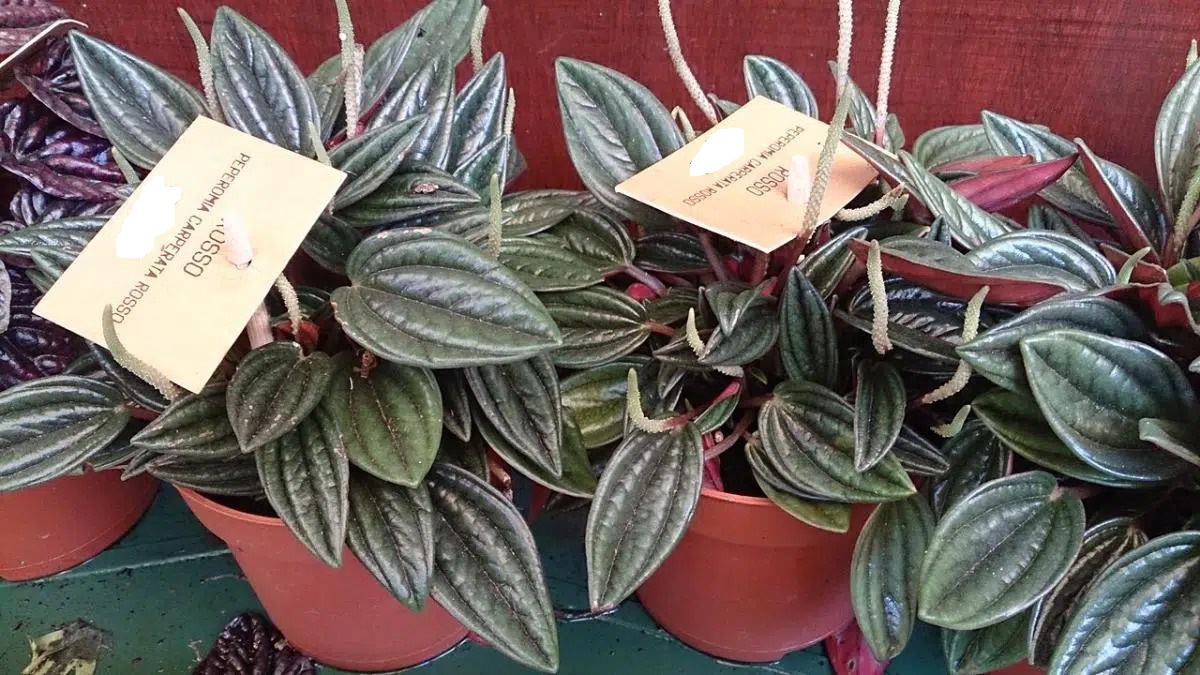 Peperomia caperata russo