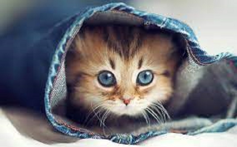 Tính toán kỹ các chi phí khi nuôi mèo