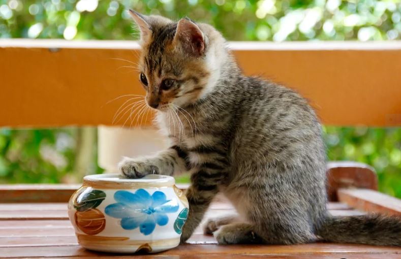 Tìm hiểu kĩ trước khi quyết định nuôi mèo