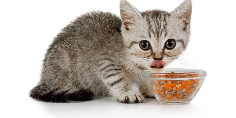 Cho mèo ăn đúng cách