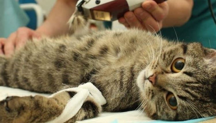 Để ý việc triệt sản cho mèo