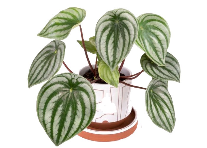 Cây peperomia là cây gì