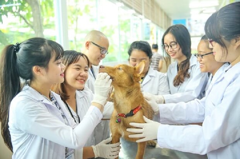 Những yếu tố cần có để theo đuổi ngành thú y