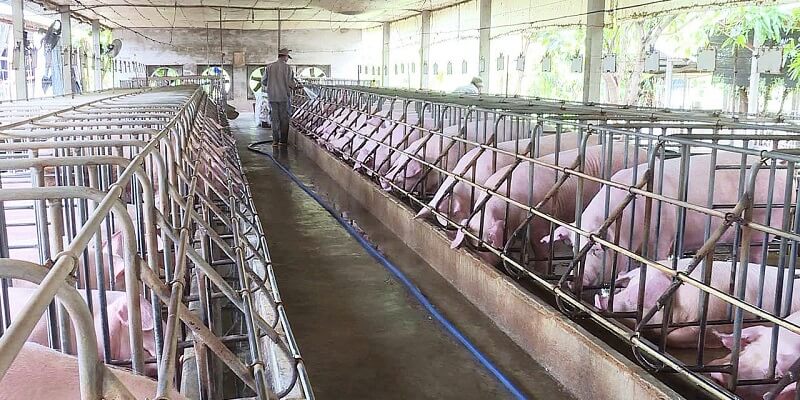 Công việc chăn nuôi là gì?