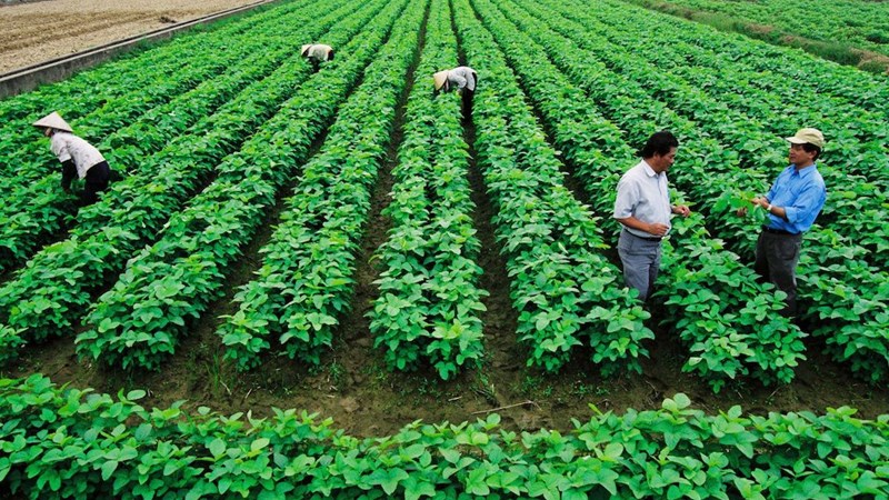 Hợp tác xã tạo thêm thu nhập cho người dân