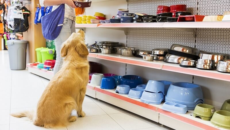  Khởi nghiệp kinh doanh bằng nghề dịch vụ làm đẹp cho thú cưng