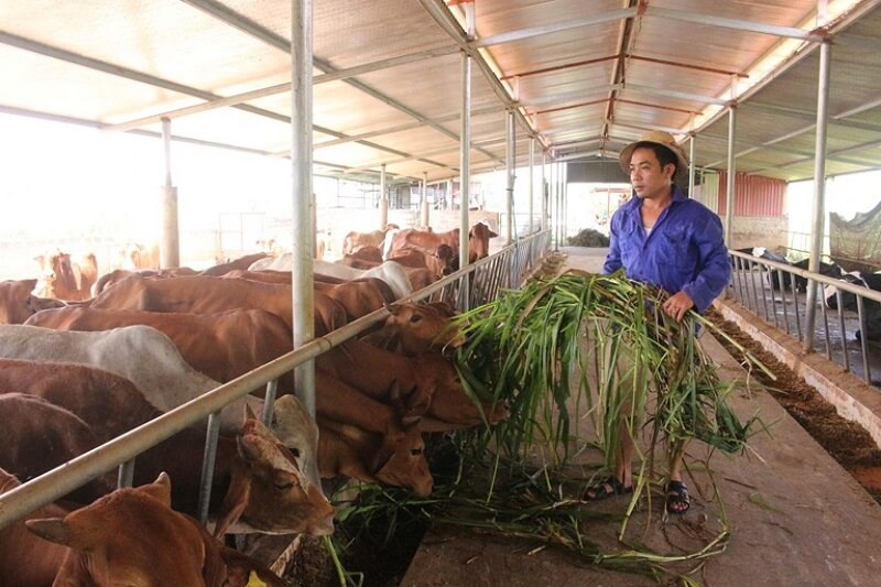 Mô tả công việc chăn nuôi thú y