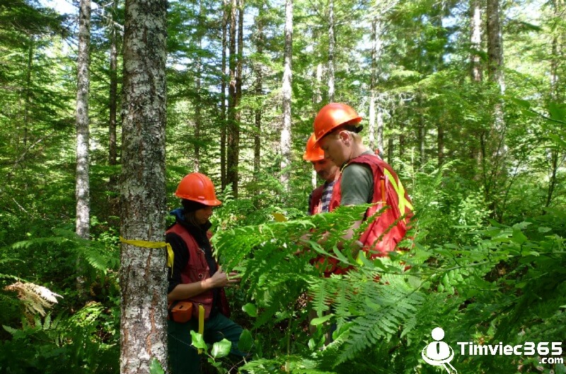 Chức năng phạm vi thực hiện công việc