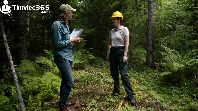 Kỹ sư lâm nghiệp với mức quyền lợi nhận được 