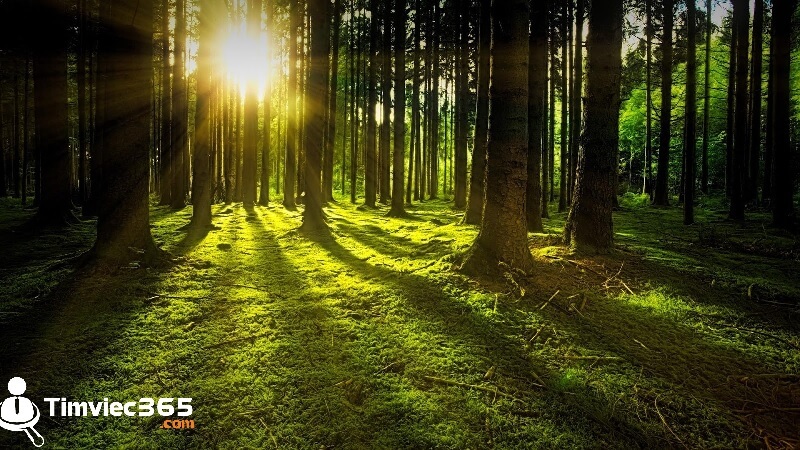 Cơ hội việc làm đối với kỹ sư lâm nghiệp hiện nay