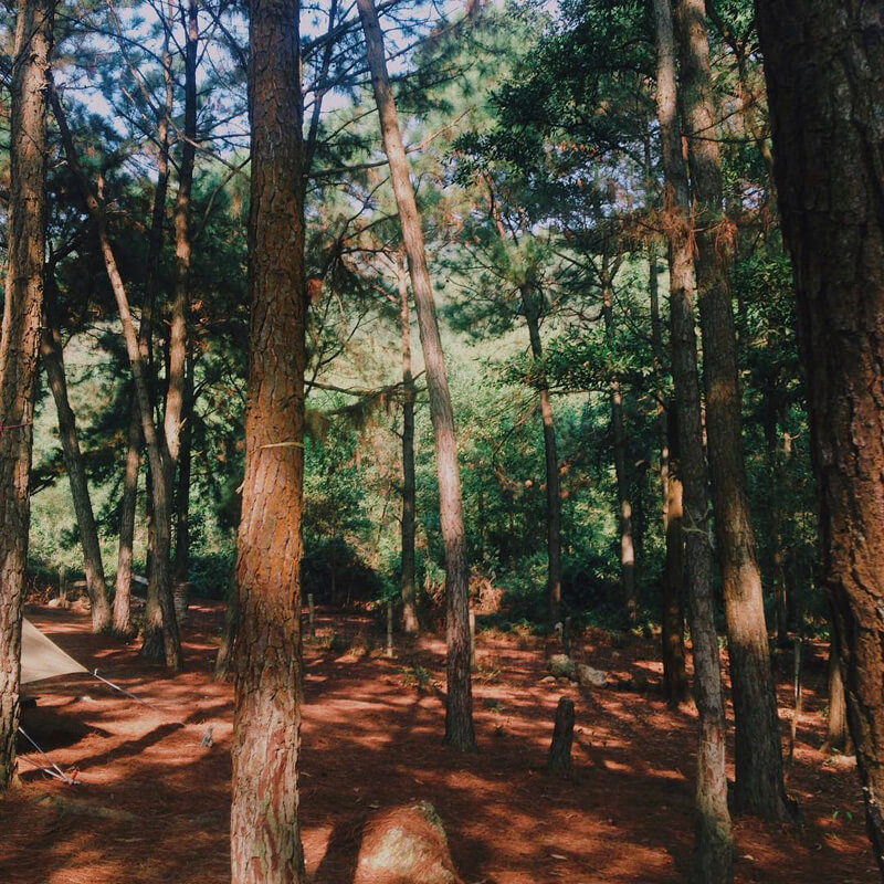 Dịch vụ môi trường rừng là gì?