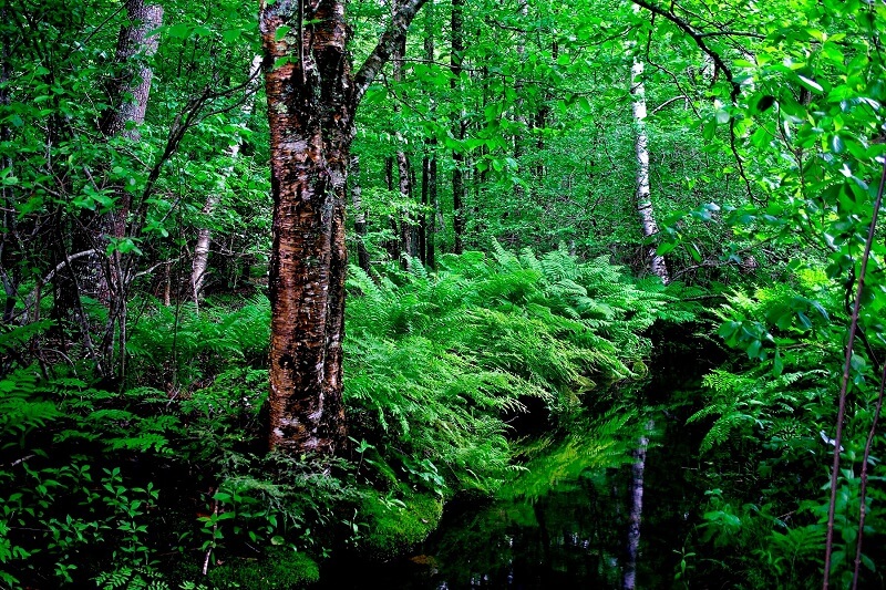 Phân loại đất lâm nghiệp