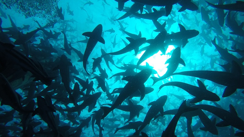 phân loại đối tượng lao động