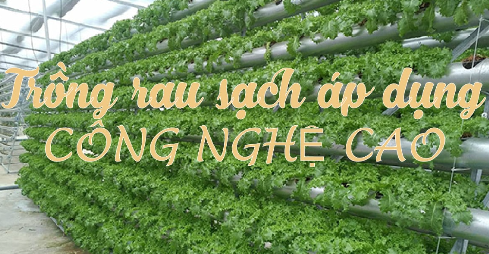 Hình ảnh 1 - Công Ty Rau Hữu Cơ Shine