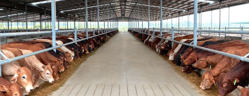 Hình ảnh 1 - TNHH MTV Chăn Nuôi Bò Trung Nguyên