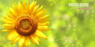 ảnh giới thiệu