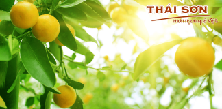 ảnh giới thiệu