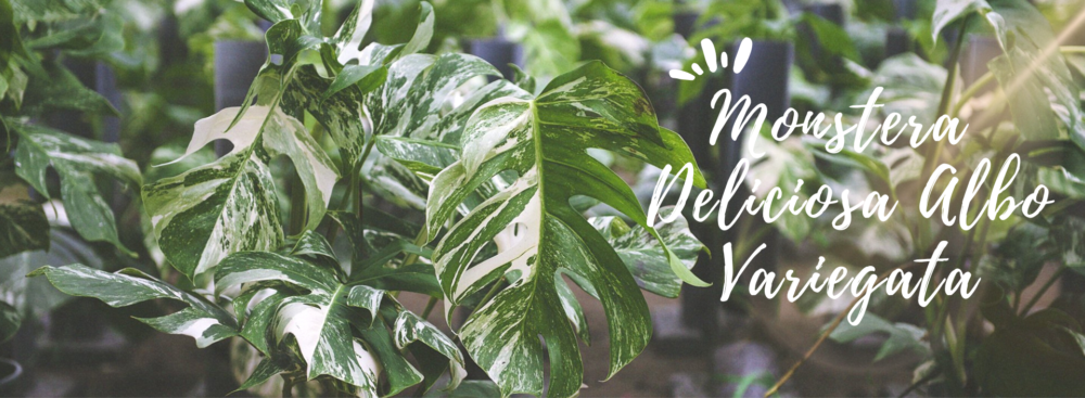 Hình ảnh 1 - Công Ty TNHH Thương Mại Xanh Xanh Urban Forest