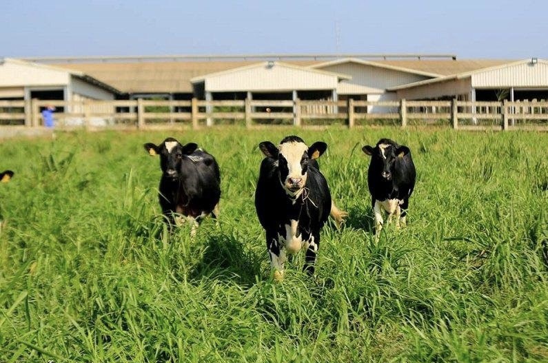 Hình ảnh 1 - Công Ty Cổ Phần Thực Phẩm Sữa Th