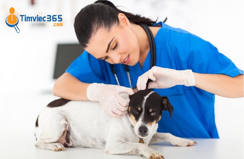 [Tiết lộ] Bản mô tả công việc bác sĩ thú y mới nhất