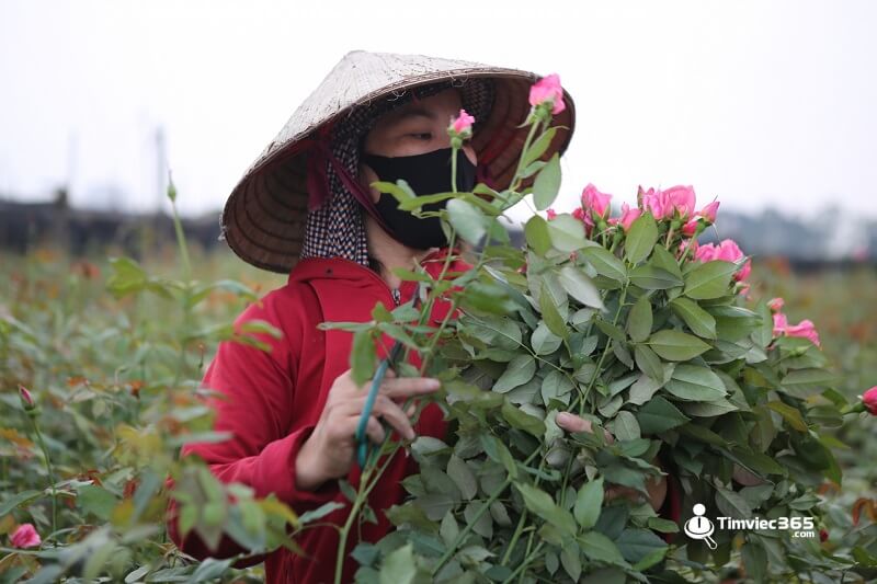 [Nghề trồng hoa] Khám phá sứ mệnh của những “nghệ nhân” thực thụ