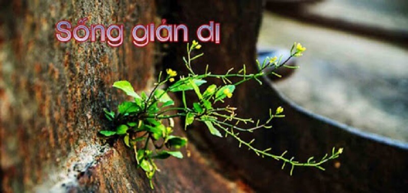 Giản dị là gì? Ý nghĩa của giản dị trong cuộc sống đời thường