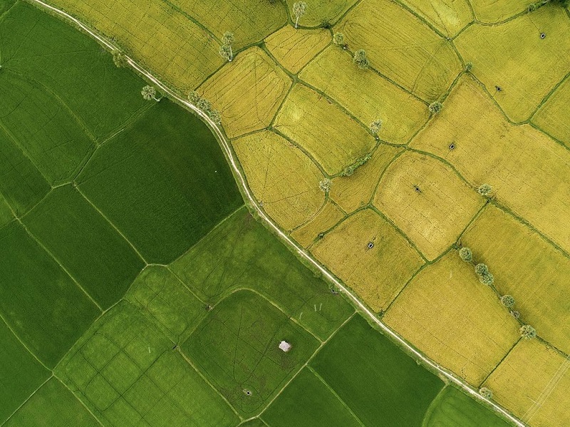 Sản xuất nông nghiệp là gì? Sản xuất nông nghiệp nước ta