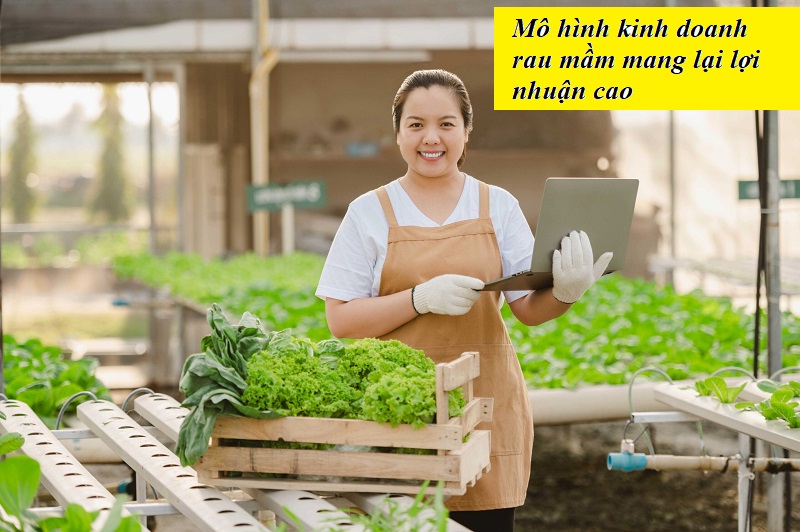Bật mí kinh nghiệm lên ý tưởng mô hình kinh doanh rau mầm