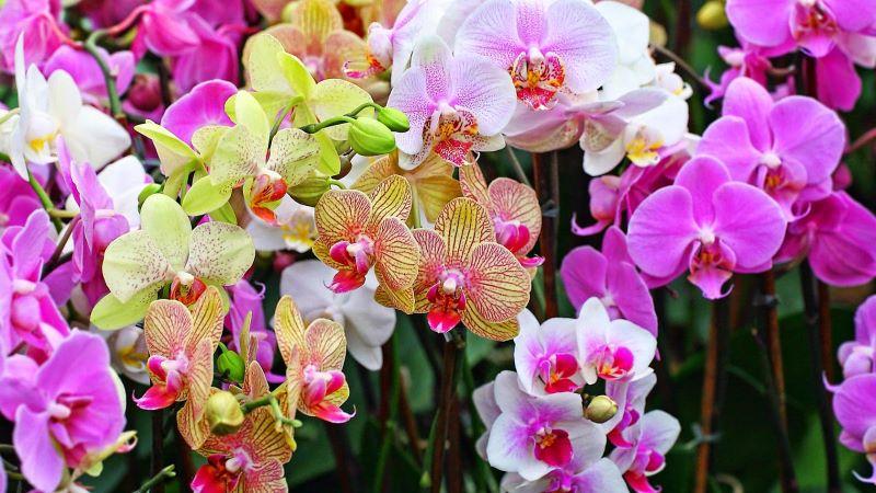Bật mí kinh nghiệm cho mô hình trồng lan kinh doanh kiếm tiền tỷ