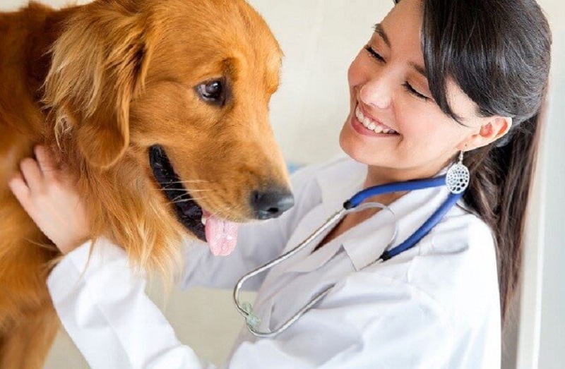 Con gái có nên học thú y? Cần có gì để theo đuổi ngành này?